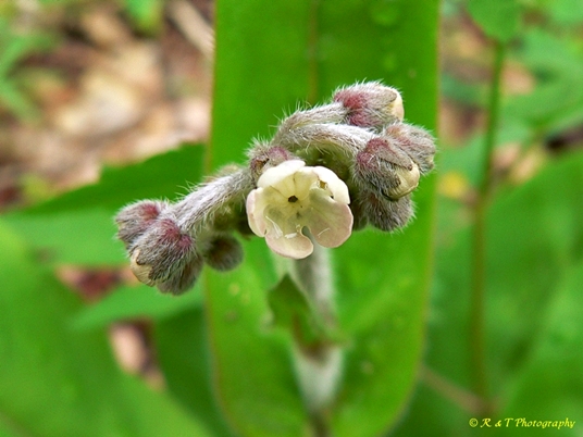 {Cynoglossum virginianum}